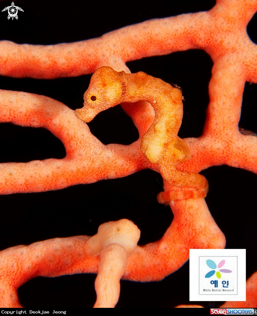 A Pygmy sea horse
