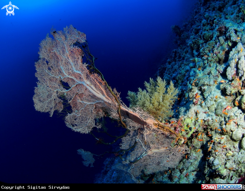 A Hicksons fan coral
