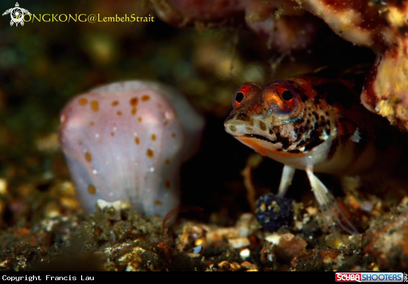 A Redbarred Sandperch and Pygmy Cuttlefish