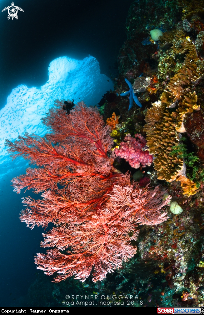 A Seafan