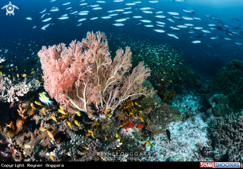 A Reefs
