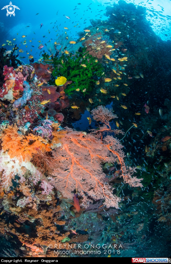 A Seafan