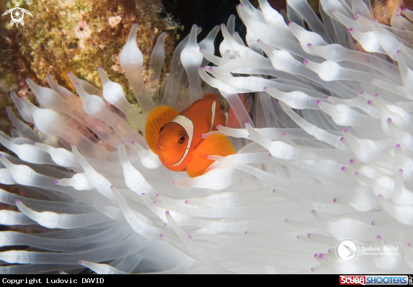 A Spinecheek Anemonefish