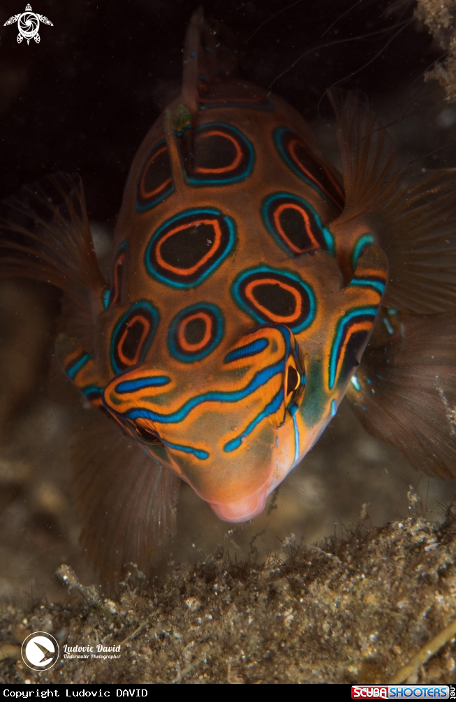 A Picturesque Dragonet