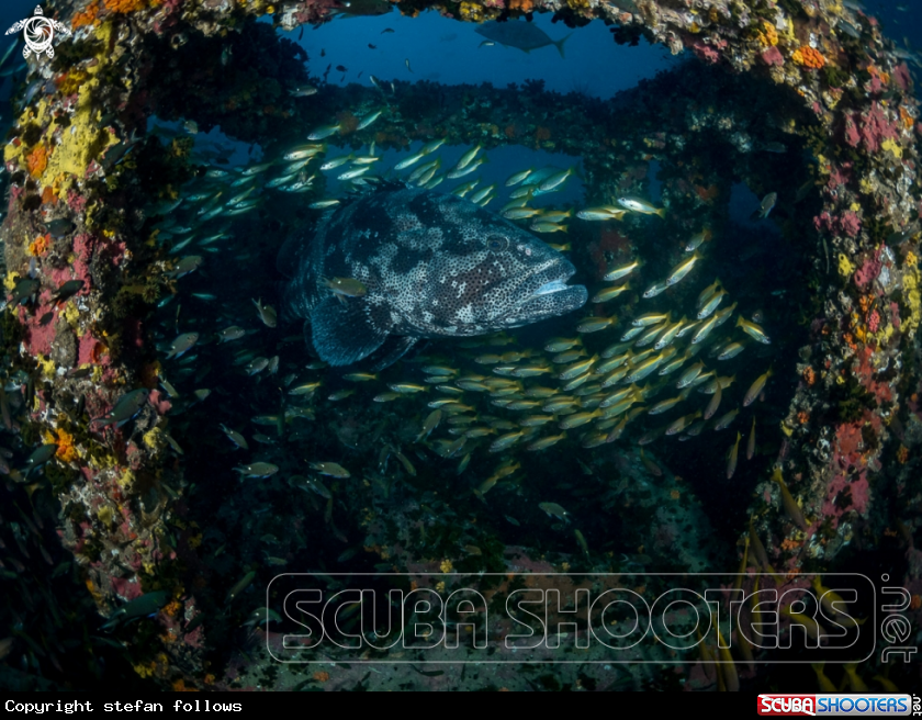 A Malabar Grouper