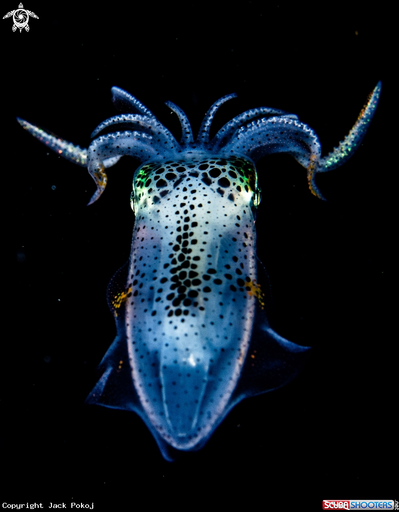 A Big fin reef squid