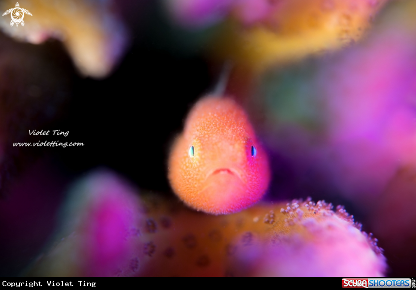 A Panda Goby 