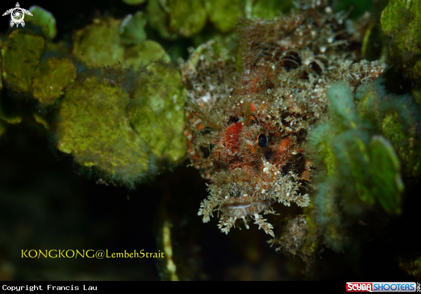 A Tasseled Scorpionfish