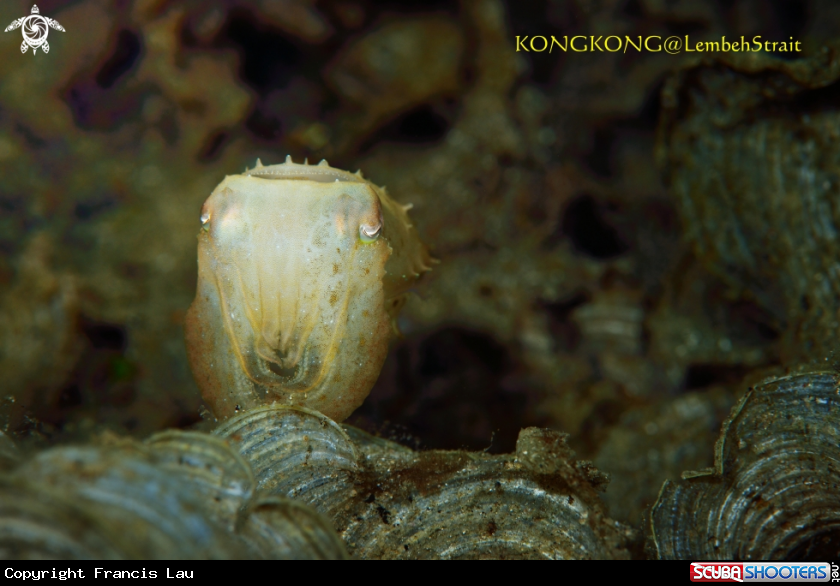 A Pygmy Cuttlefish