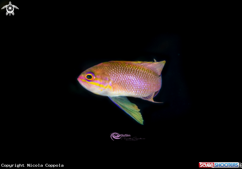 A Profile Anthias