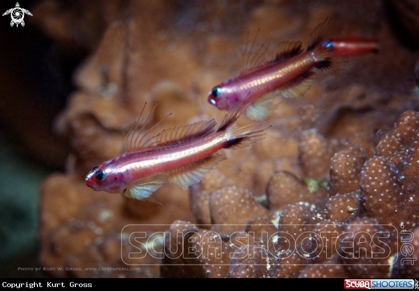 A Twostripe Pygmygoby