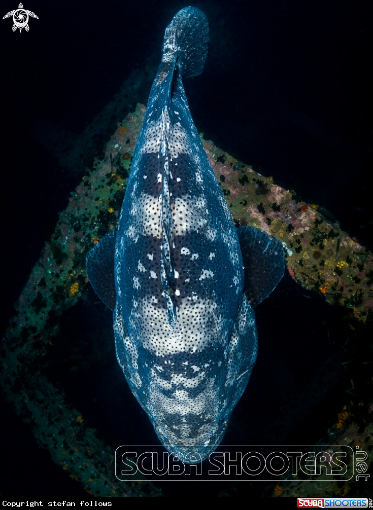 A Malabar Grouper