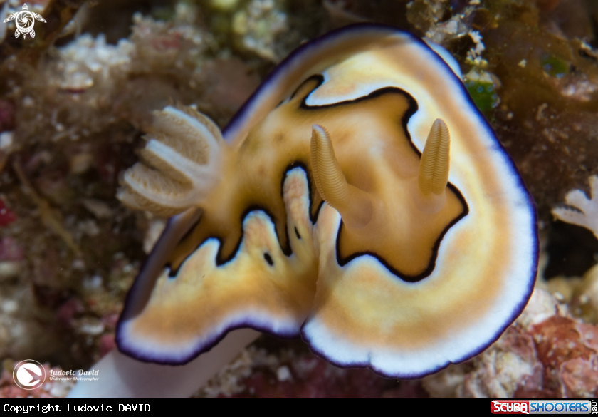 A Coi's Goniobranchus Nudibranch
