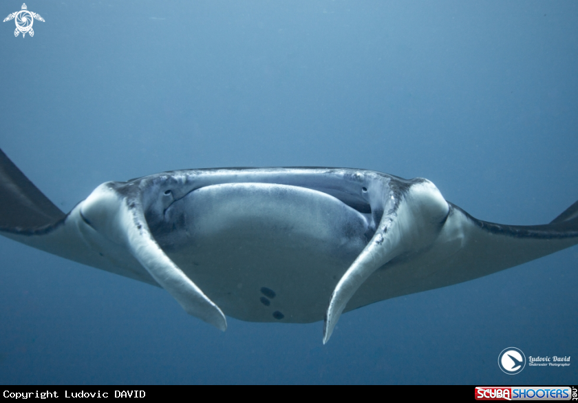 A Reef Manta