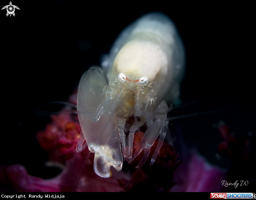 A Shrimp
