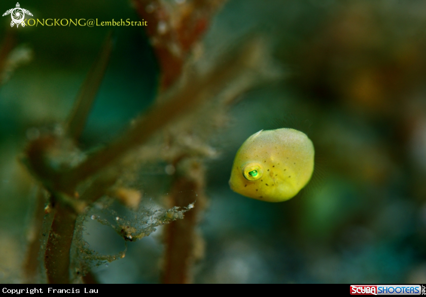 A Japanese Filefish