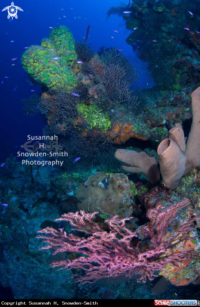 A Ghost Mountain Reef Scene