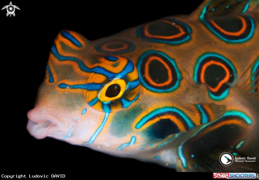 A Picturesque Dragonet