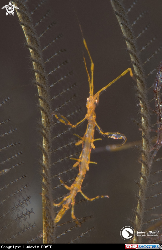 A Skeleton Shrimp