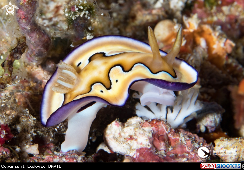A Coi's Goniobranchus Nudibranch