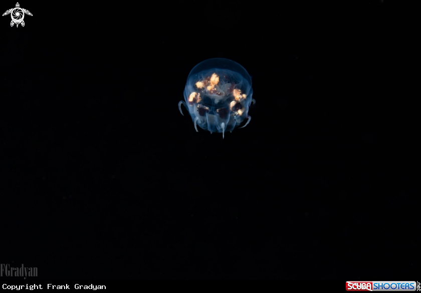 A Jellyfish sp.