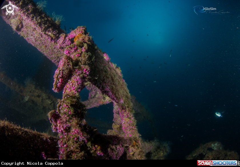 A pink jewel of the sea