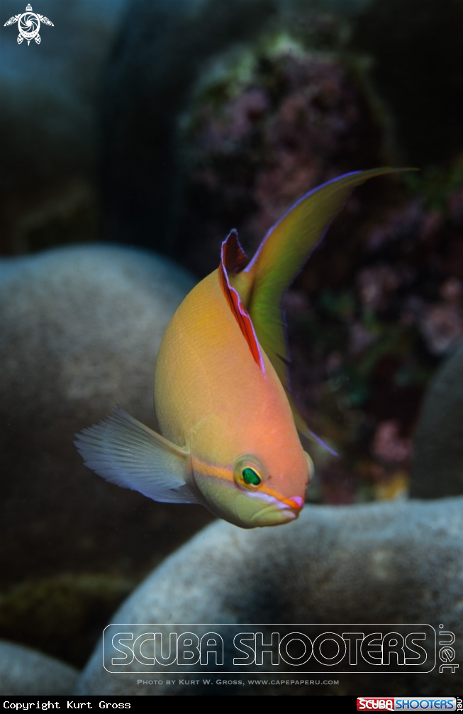 A Redfin Anthias