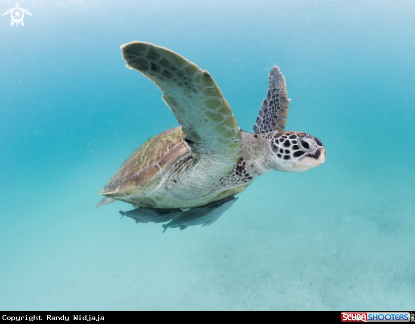 A Turtle