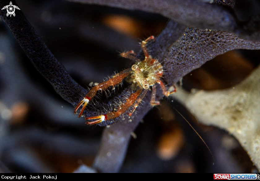 A Soft coral crab