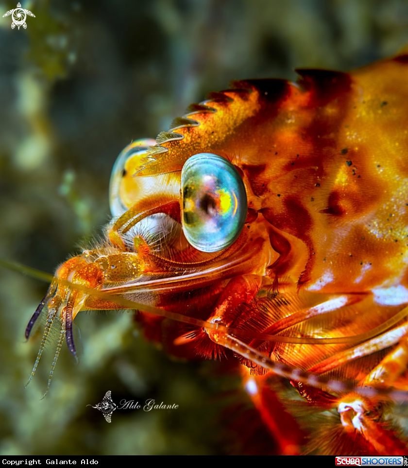 A Shrimp
