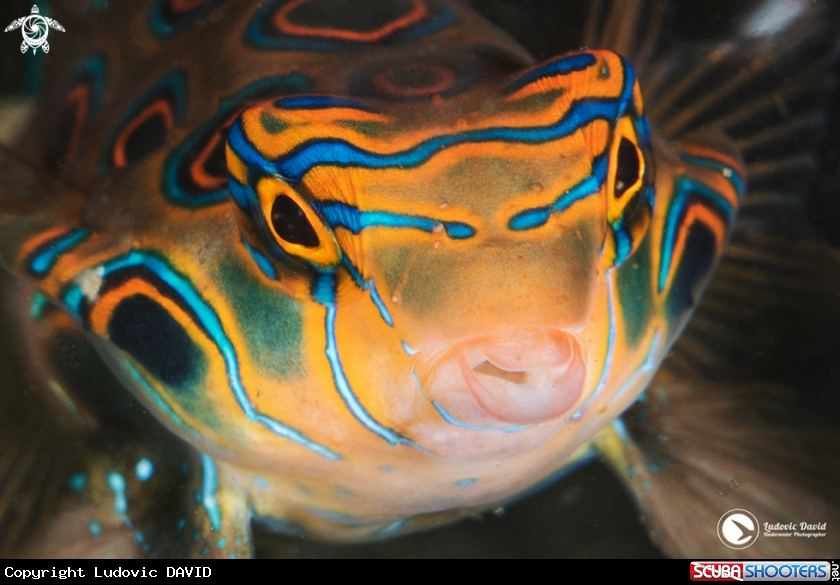 A Picturesque Dragonet