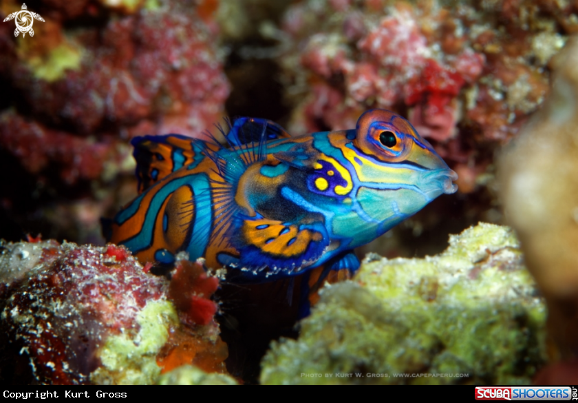 A Mandarinfish, Dragonet