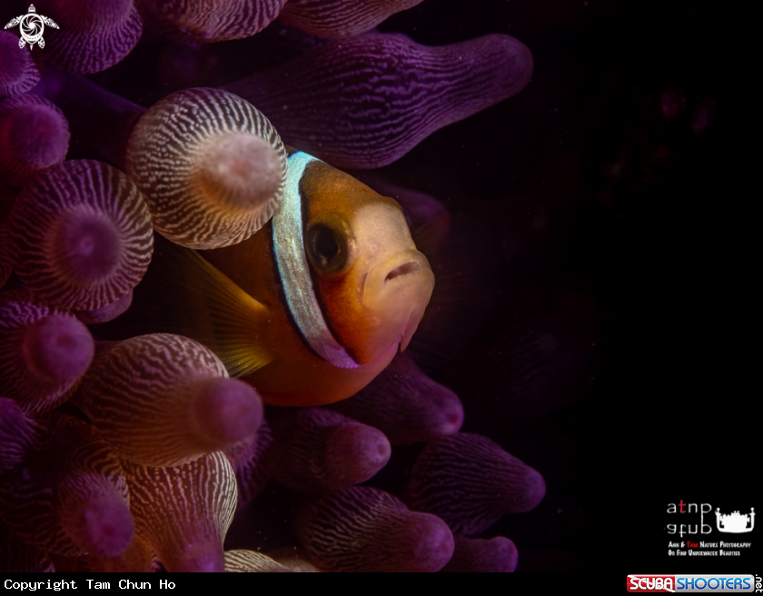 A Clown fish