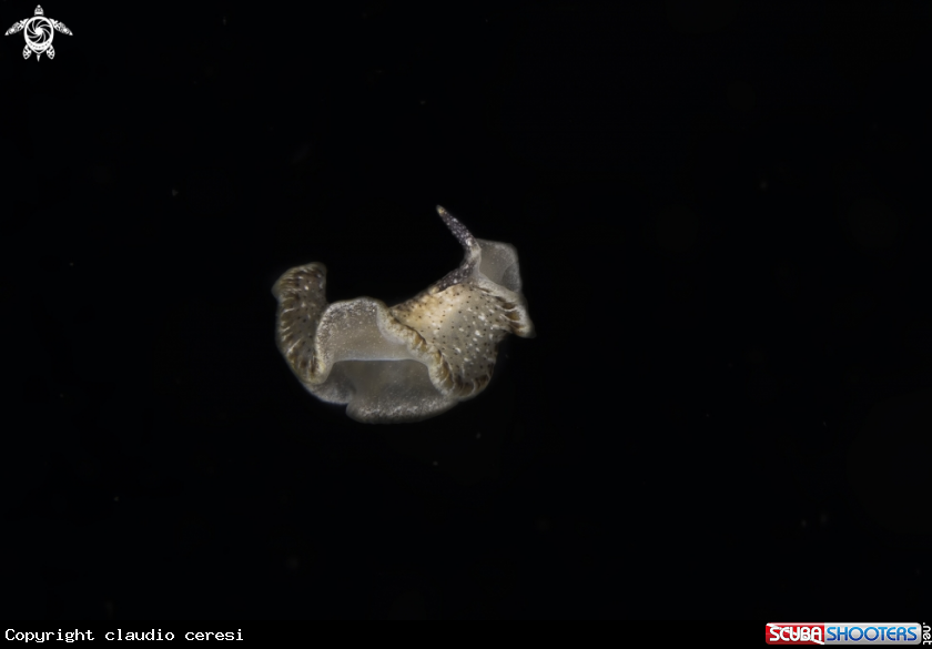 A platelminto in larval phase 