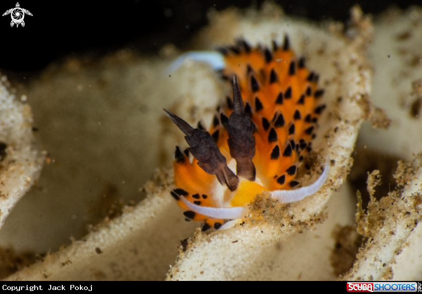 A Favorinus tsuruganus