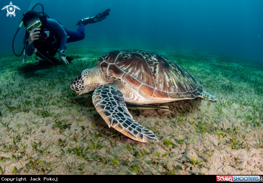 A Turtle and human