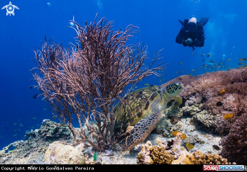A Green Turtle