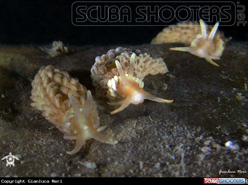 A Aeolidiella