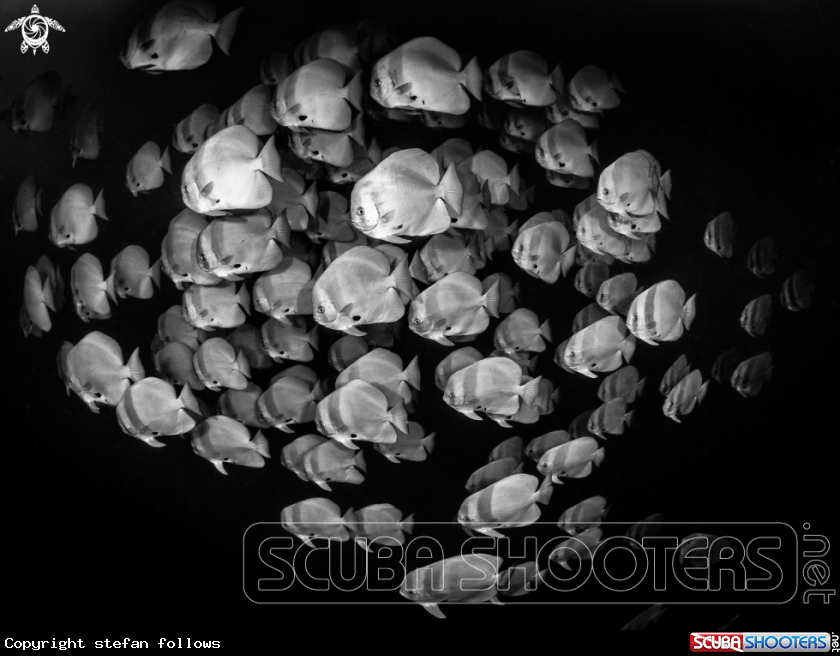 A Longfin Batfish 