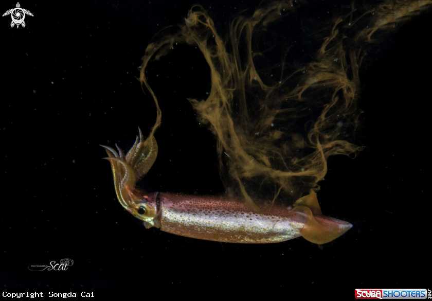 A Squid 