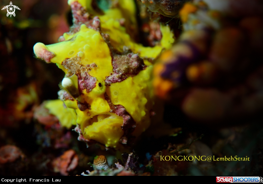 A Painted Frogfish