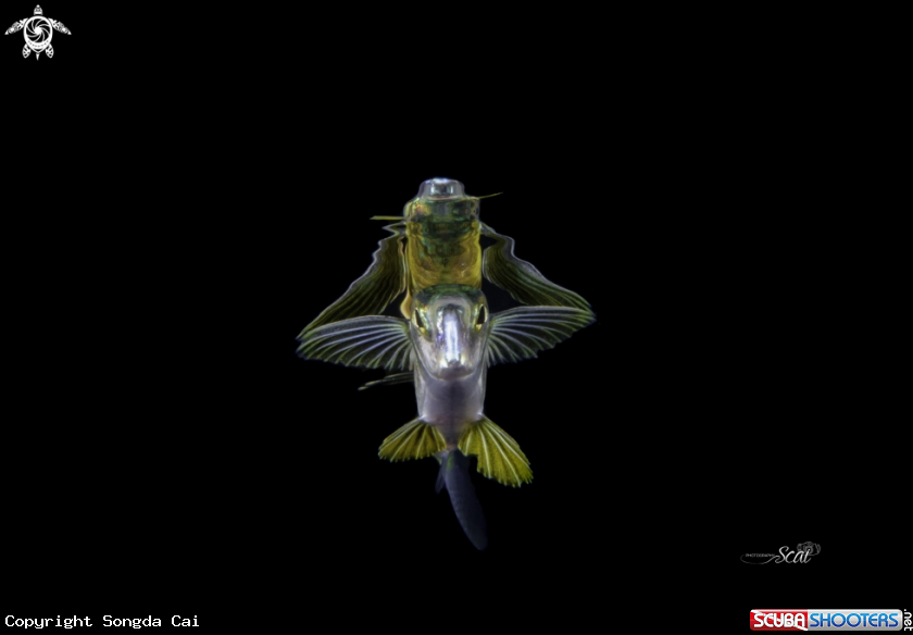 A Flaying fish 