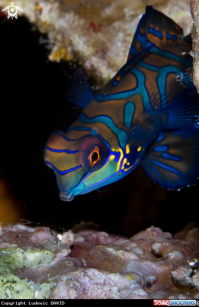 A Mandarin Fish