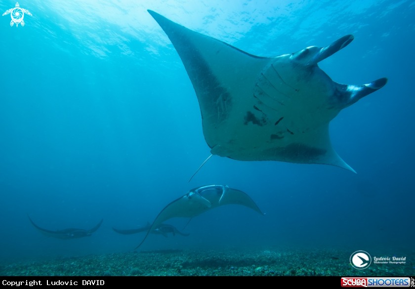 A Reef Manta
