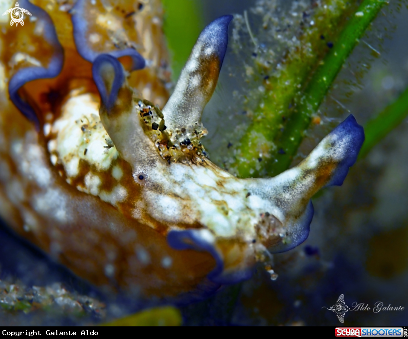 A Nudibranch