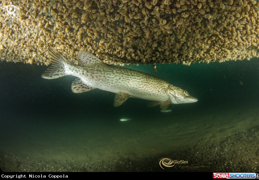 A pike