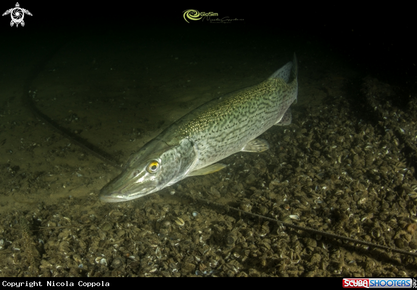 A pike profile