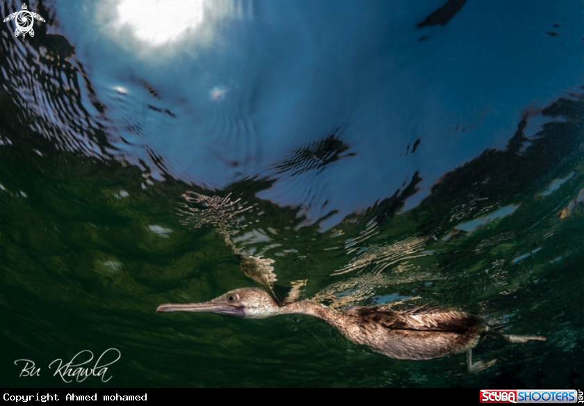 A Socotra Cormorant
