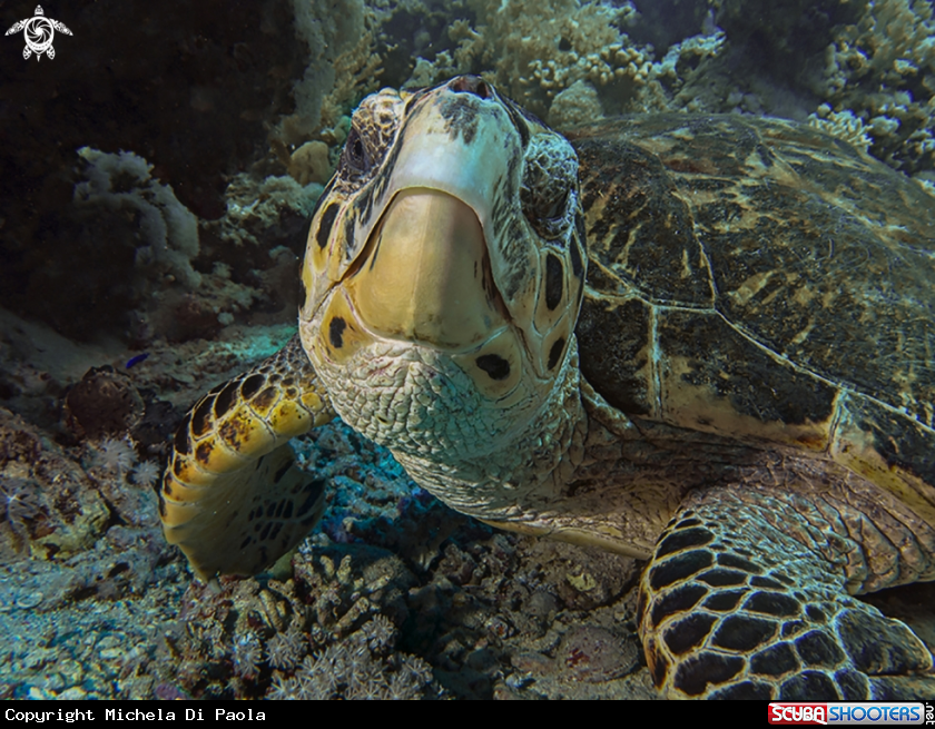 A Turtle
