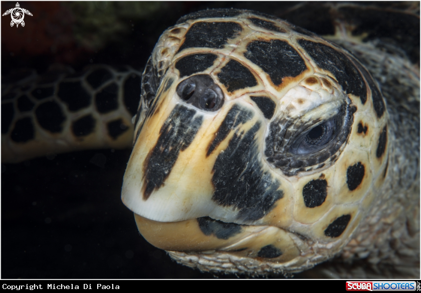 A Turtle